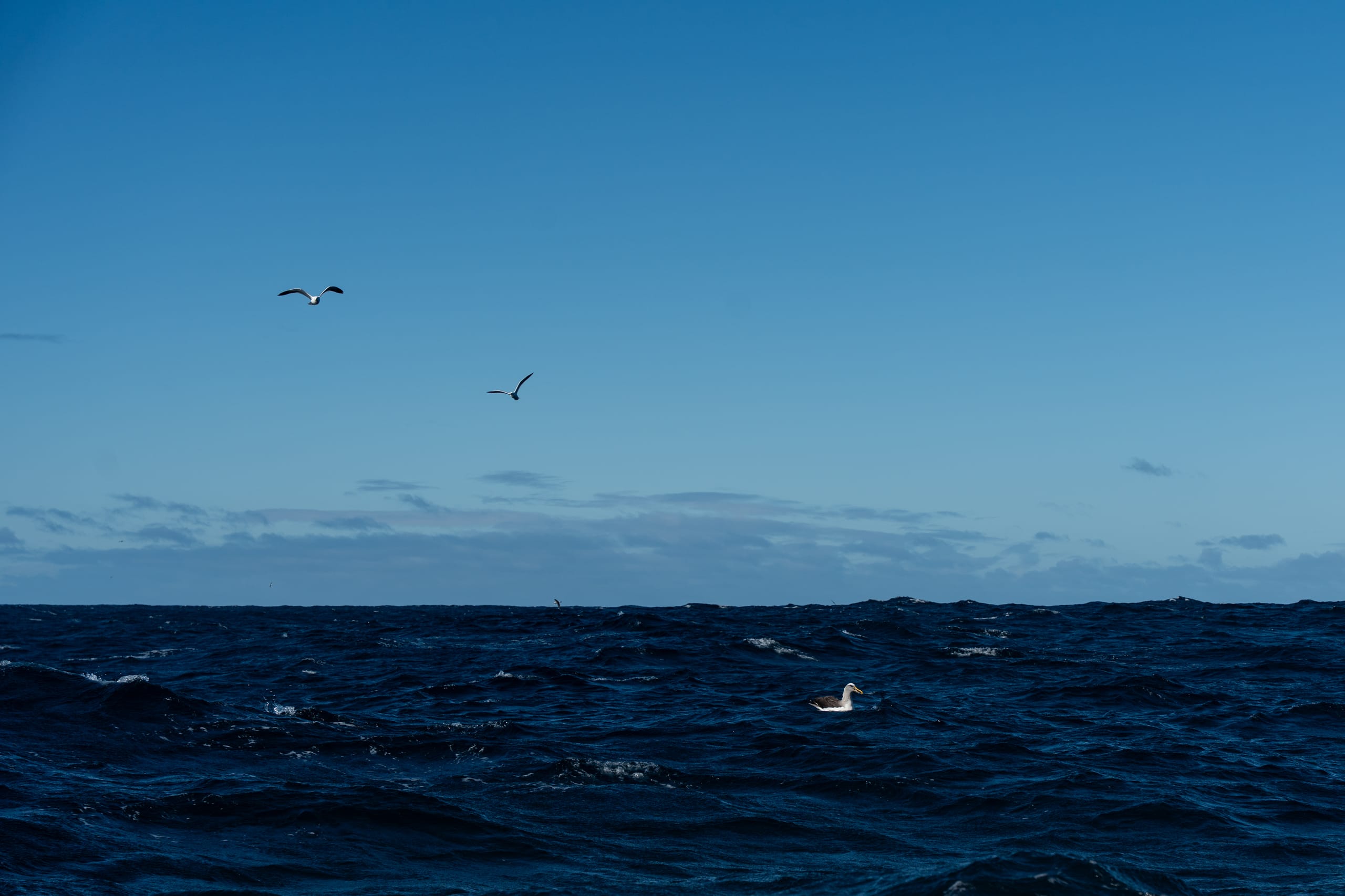 远近海鸟散布在深蓝海面和浅蓝天空之间。