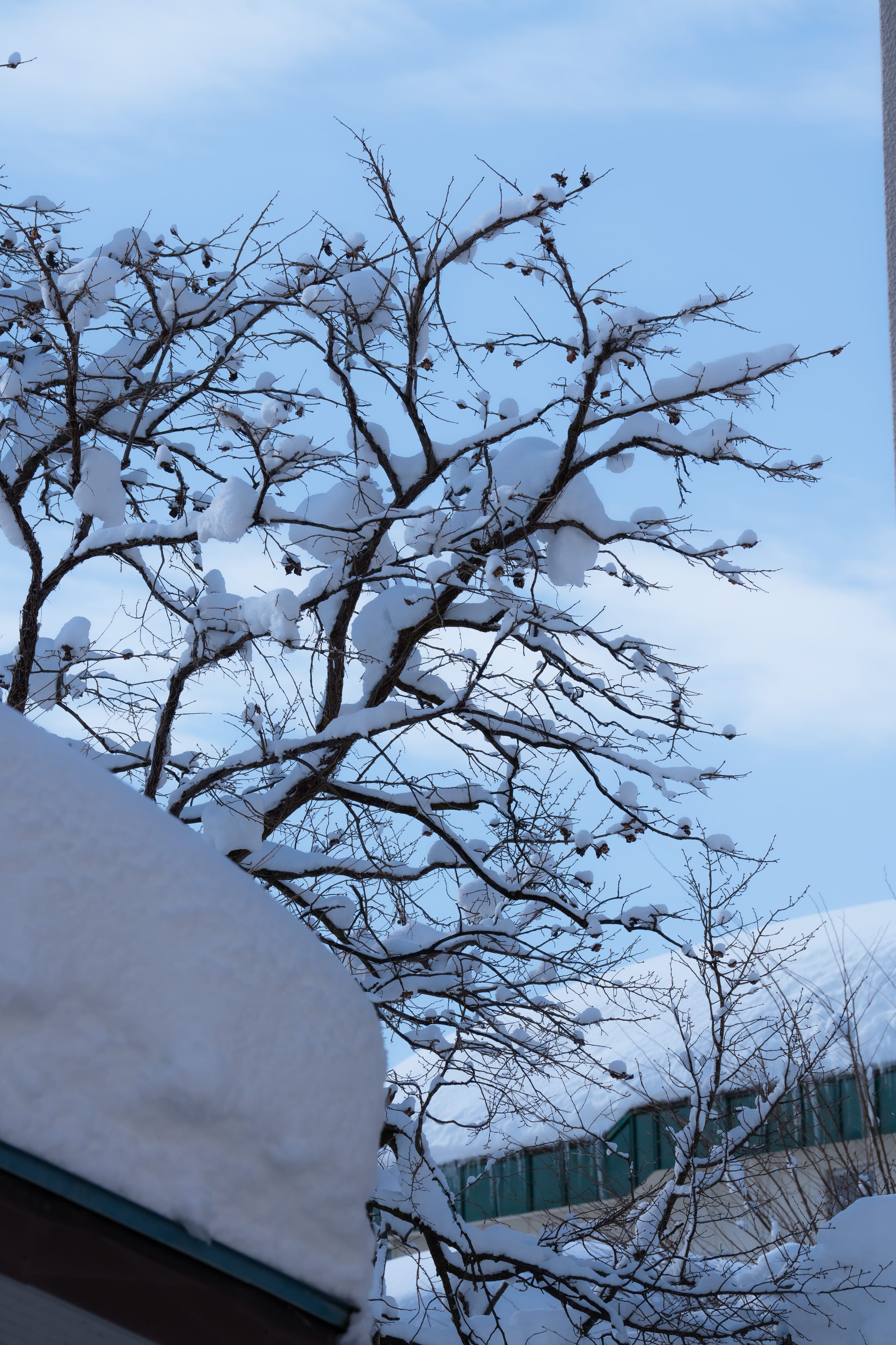 裸树枝条伸向浅蓝冬日天空，屋顶堆着白雪。