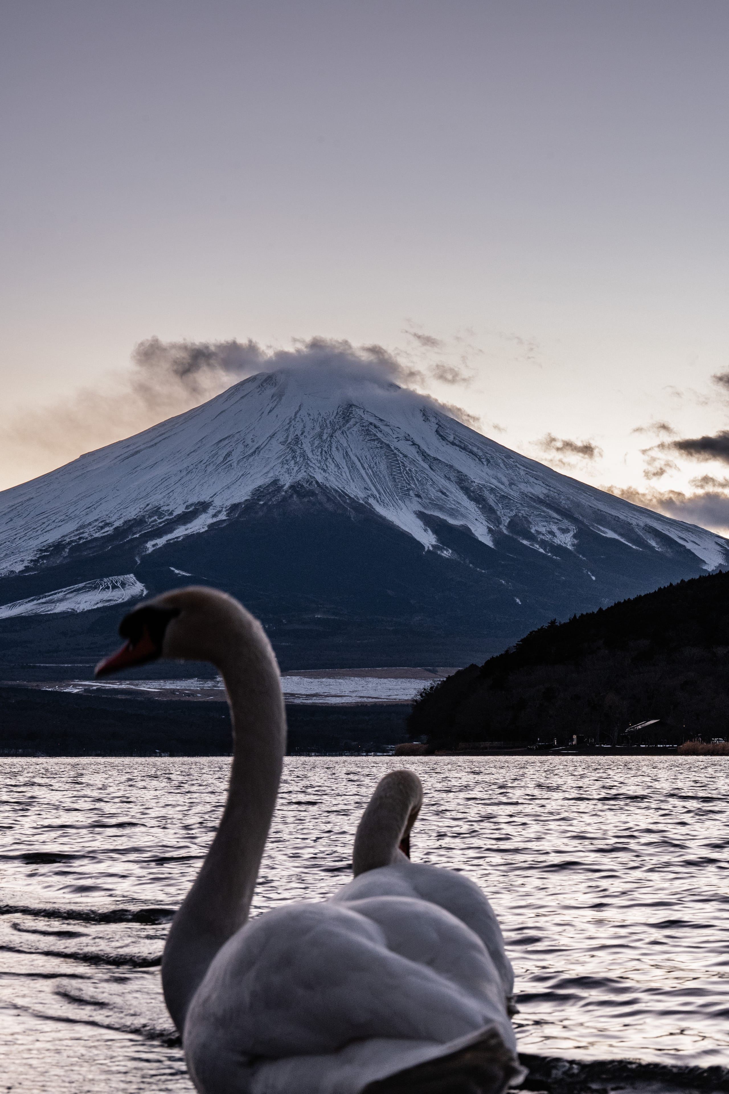两只天鹅浮在近处湖面，远方覆雪山峰升起。