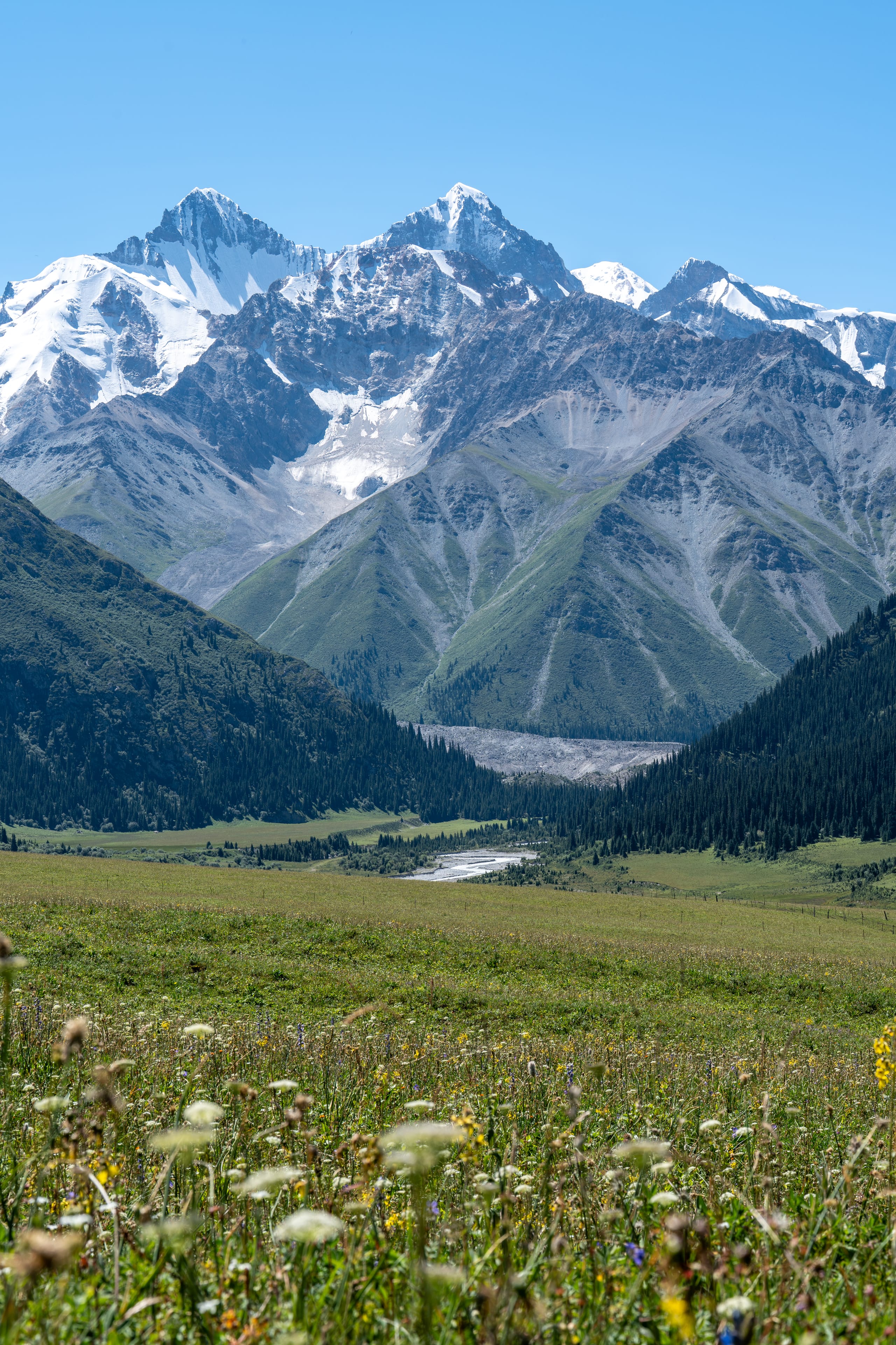 夏塔峡谷绿色草地通向远处雪山，野花和森林构成由低到高的植被层次。
