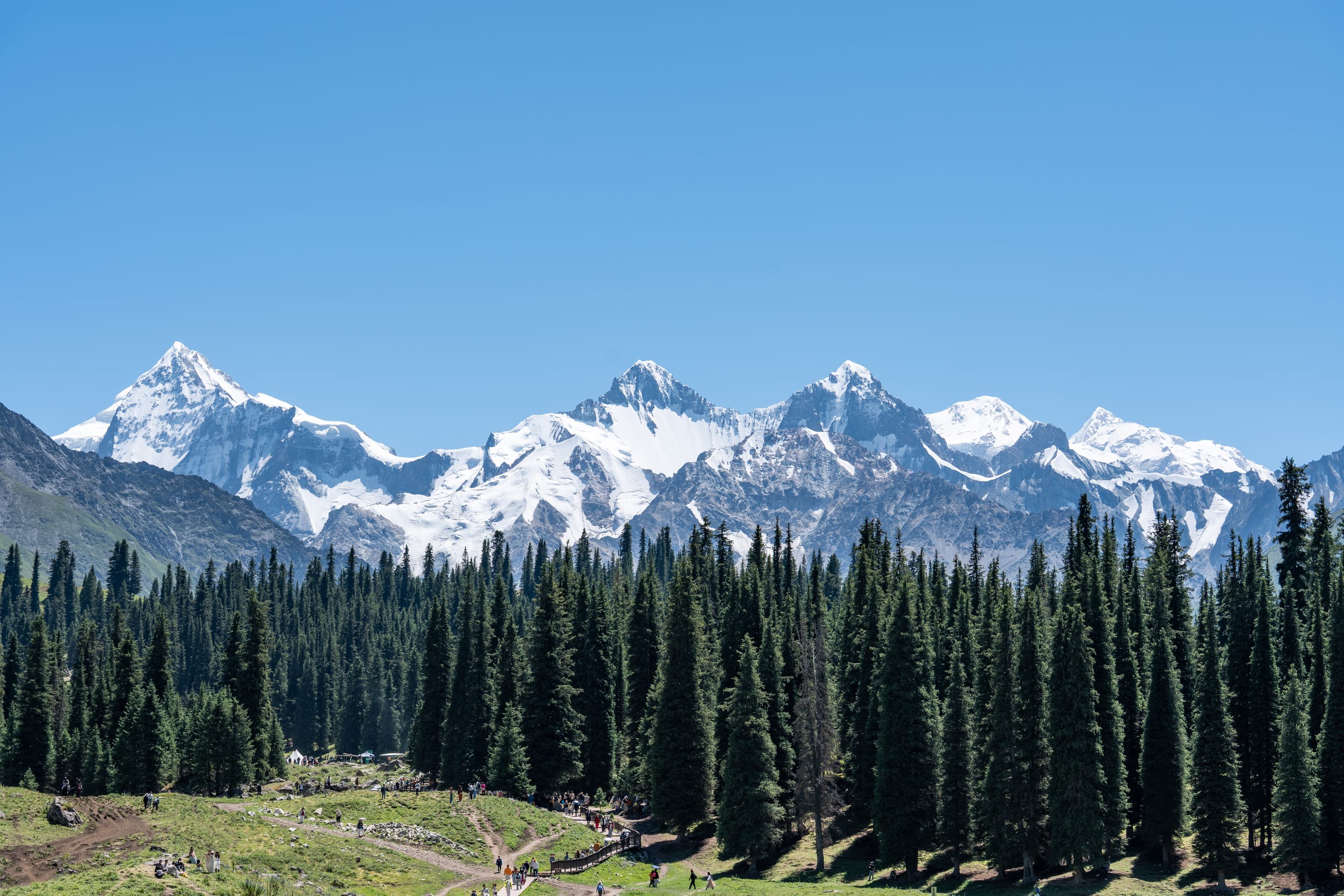 夏塔经典天山景观中，深色针叶林横在草地与连绵雪山之间。